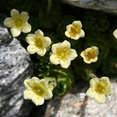 Gefurchter Steinbrech / Saxifraga exarata