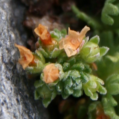 Gefurchter Steinbrech / Saxifraga exarata