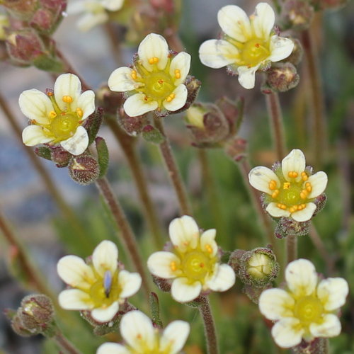 Gefurchter Steinbrech / Saxifraga exarata