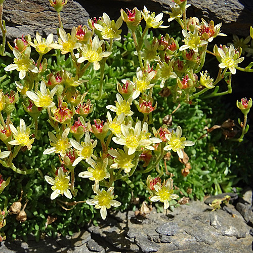 Moschus-Steinbrech / Saxifraga exarata subsp. moschata