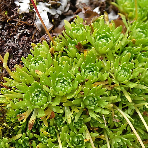 Moschus-Steinbrech / Saxifraga exarata subsp. moschata