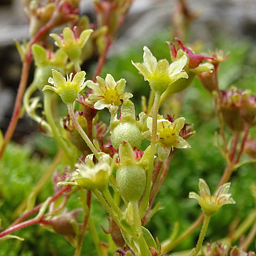 Moschus-Steinbrech / Saxifraga exarata subsp. moschata