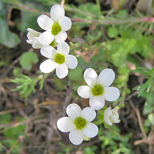 Knöllchen-Steinbrech / Saxifraga granulata