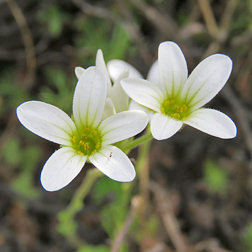 Knöllchen-Steinbrech / Saxifraga granulata