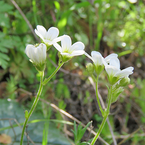 Knöllchen-Steinbrech / Saxifraga granulata