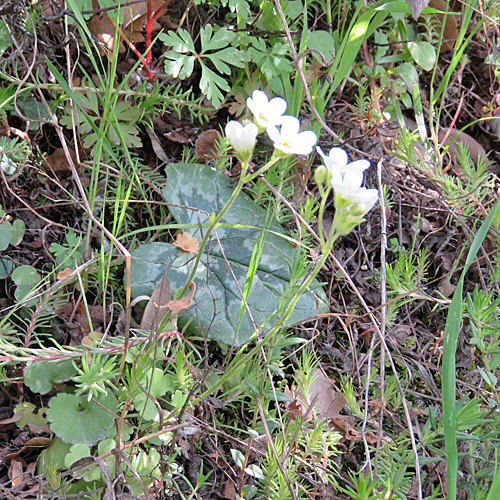 Knöllchen-Steinbrech / Saxifraga granulata