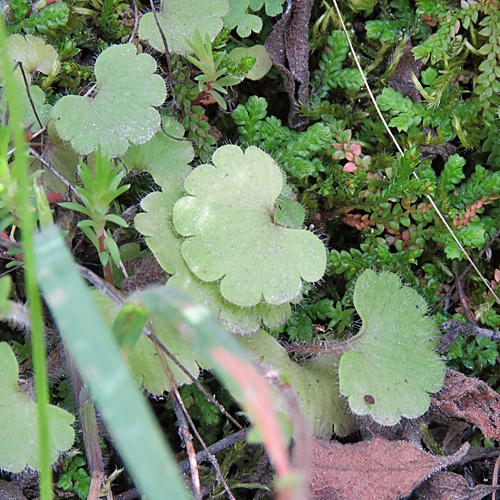 Knöllchen-Steinbrech / Saxifraga granulata