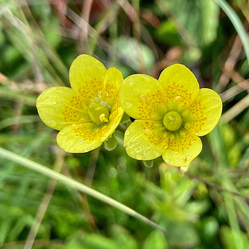 Moor-Steinbrech / Saxifraga hirculus