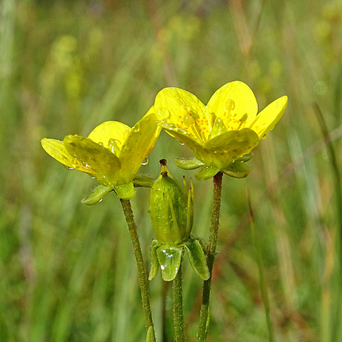 Moor-Steinbrech / Saxifraga hirculus