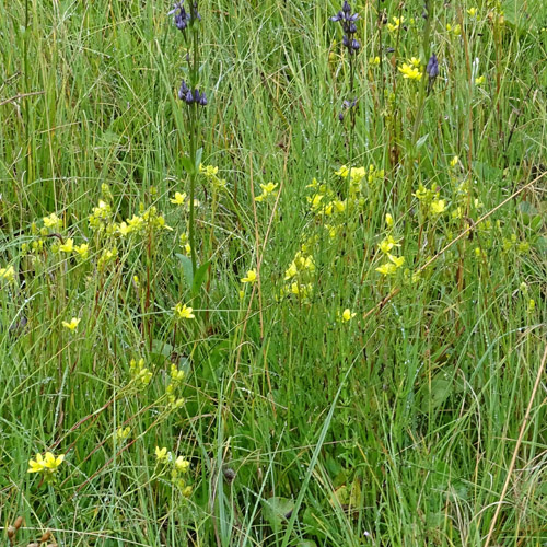 Moor-Steinbrech / Saxifraga hirculus