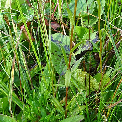 Moor-Steinbrech / Saxifraga hirculus