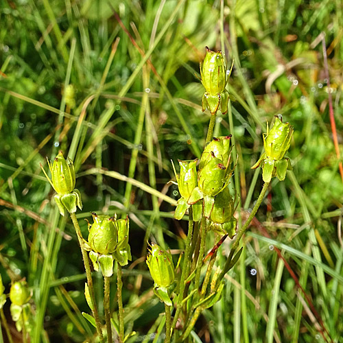 Moor-Steinbrech / Saxifraga hirculus