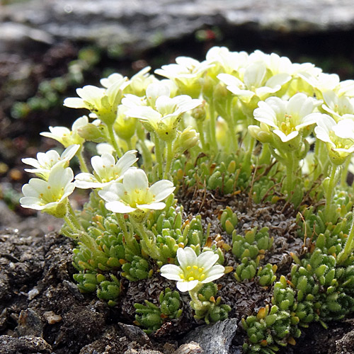 Flachblättriger Steinbrech / Saxifraga muscoides