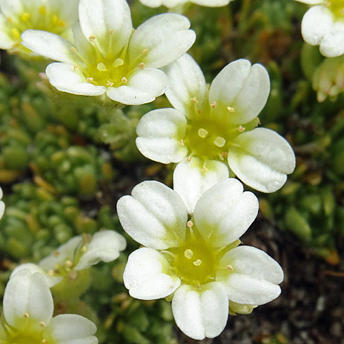 Flachblättriger Steinbrech / Saxifraga muscoides