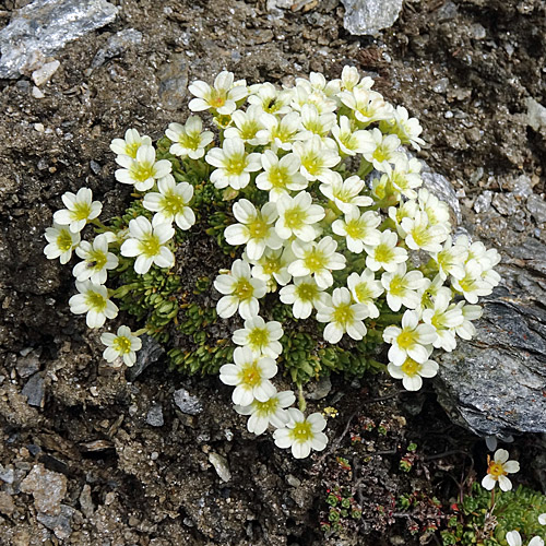 Flachblättriger Steinbrech / Saxifraga muscoides