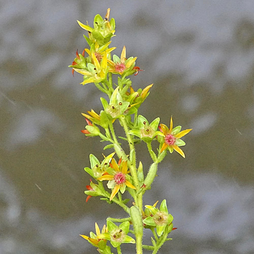 Kies-Steinbrech / Saxifraga mutata