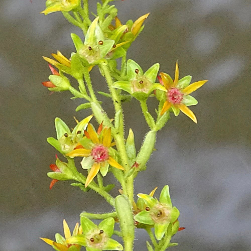 Kies-Steinbrech / Saxifraga mutata