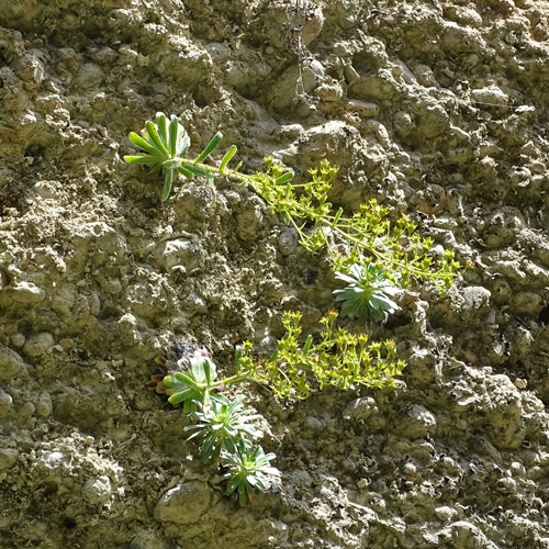 Kies-Steinbrech / Saxifraga mutata