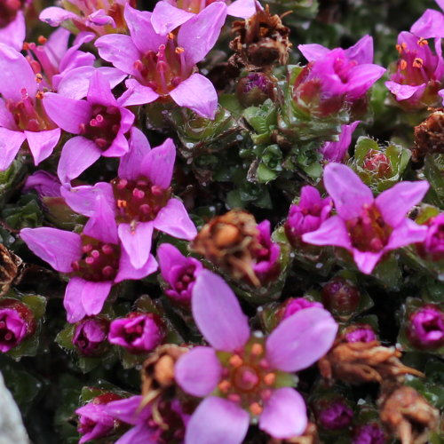 Gegenblättriger Steinbrech / Saxifraga oppositifolia