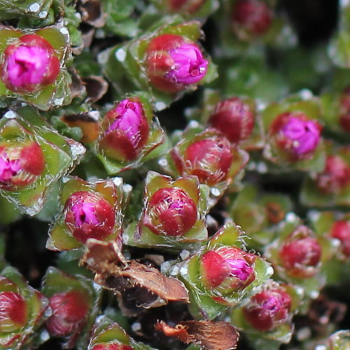 Gegenblättriger Steinbrech / Saxifraga oppositifolia