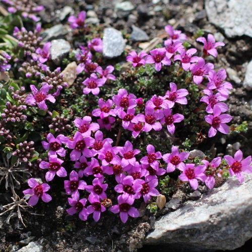 Gegenblättriger Steinbrech / Saxifraga oppositifolia