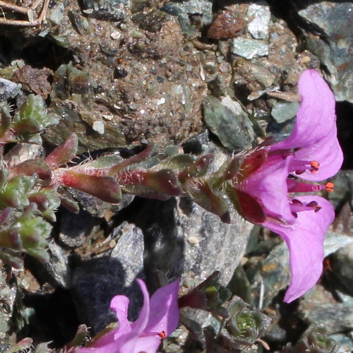 Gegenblättriger Steinbrech / Saxifraga oppositifolia