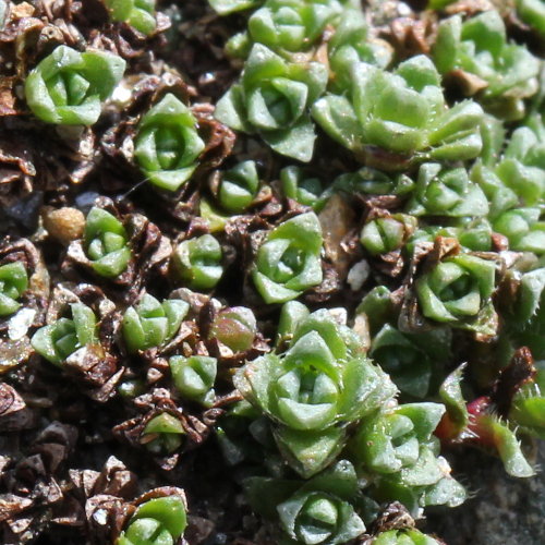 Gegenblättriger Steinbrech / Saxifraga oppositifolia