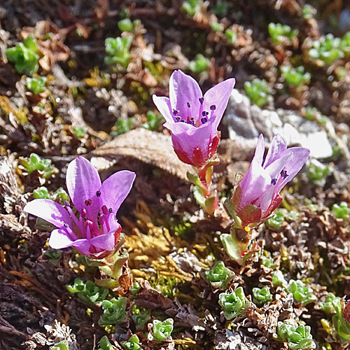 Gegenblättriger Steinbrech / Saxifraga oppositifolia