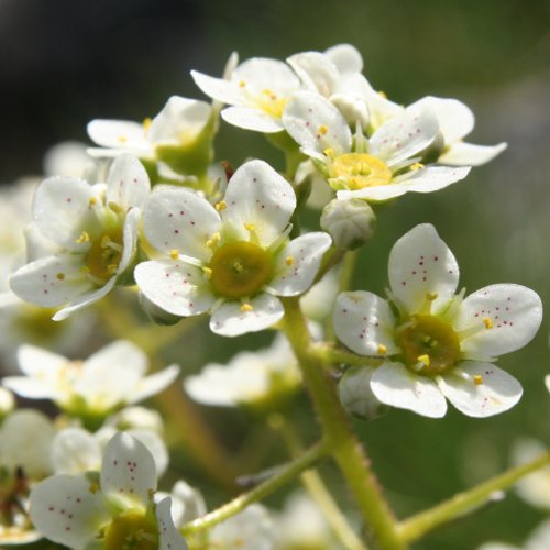 Trauben-Steinbrech / Saxifraga paniculata