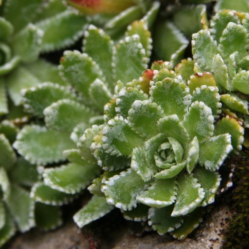 Trauben-Steinbrech / Saxifraga paniculata