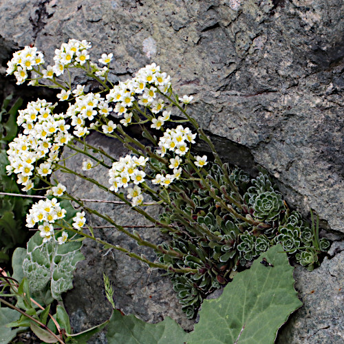 Trauben-Steinbrech / Saxifraga paniculata