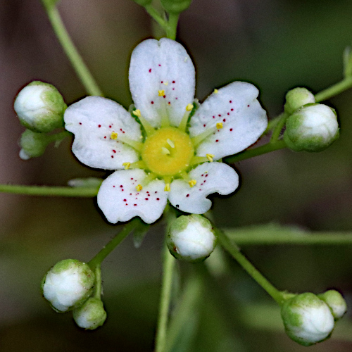 Trauben-Steinbrech / Saxifraga paniculata