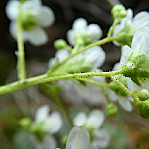 Trauben-Steinbrech / Saxifraga paniculata