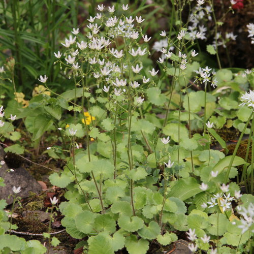 Rundblättriger Steinbrech / Saxifraga rotundifolia