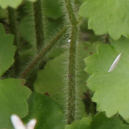 Rundblättriger Steinbrech / Saxifraga rotundifolia