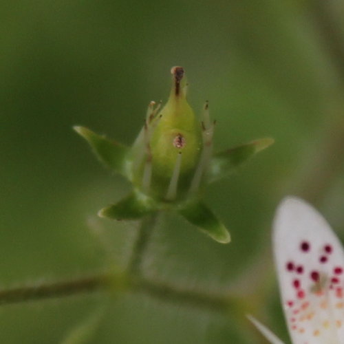 Rundblättriger Steinbrech / Saxifraga rotundifolia