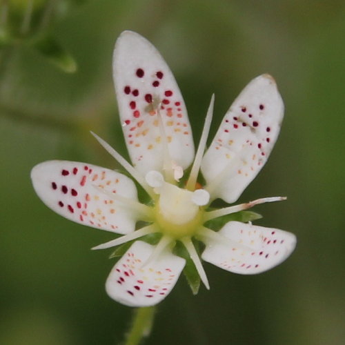 Rundblättriger Steinbrech / Saxifraga rotundifolia