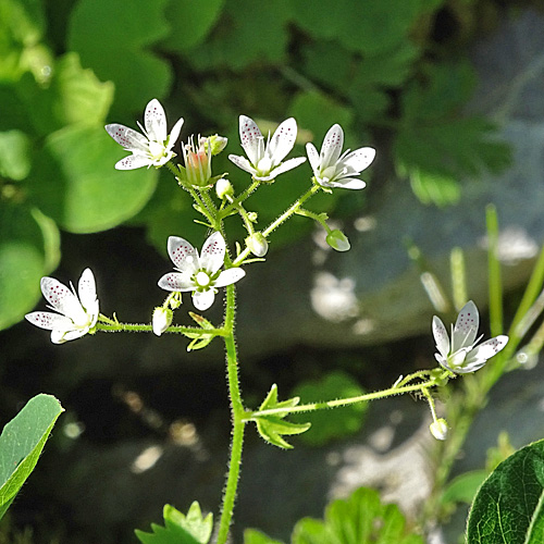 Rundblättriger Steinbrech / Saxifraga rotundifolia