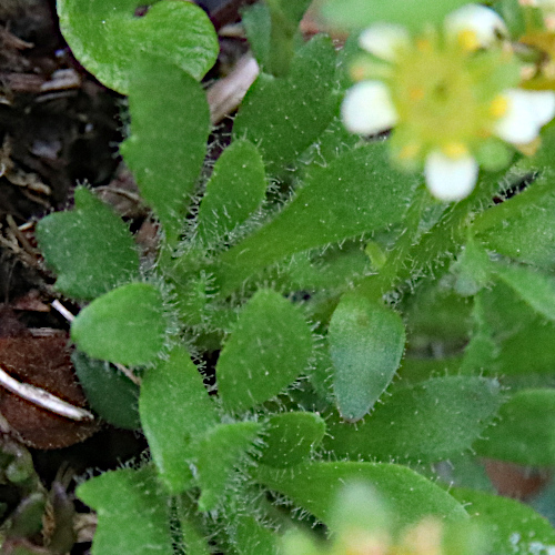 Séguiers Steinbrech / Saxifraga seguieri