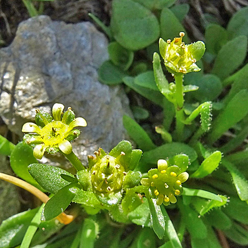 Séguiers Steinbrech / Saxifraga seguieri