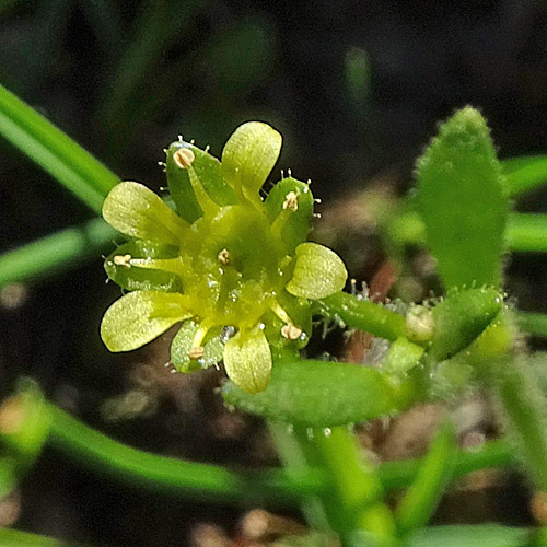 Séguiers Steinbrech / Saxifraga seguieri