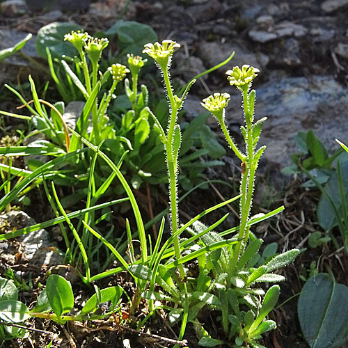 Séguiers Steinbrech / Saxifraga seguieri