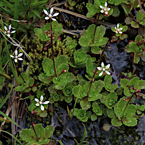 Sternblütiger Steinbrech / Saxifraga stellaris