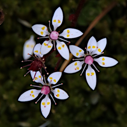 Sternblütiger Steinbrech / Saxifraga stellaris