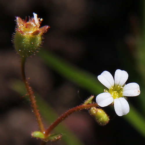 Dreifingeriger Steinbrech / Saxifraga tridactylites