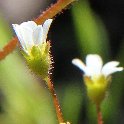 Dreifingeriger Steinbrech / Saxifraga tridactylites