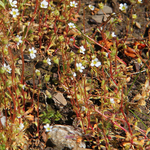 Dreifingeriger Steinbrech / Saxifraga tridactylites