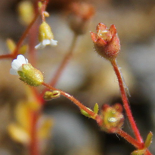 Dreifingeriger Steinbrech / Saxifraga tridactylites