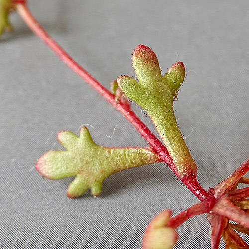 Dreifingeriger Steinbrech / Saxifraga tridactylites