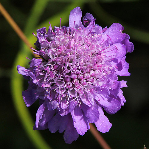 Tauben-Skabiose / Scabiosa columbaria